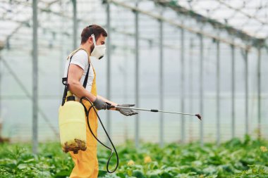 Young greenhouse worker in yellow uniform and white protective mask watering plants by using special equipment inside of hothouse.