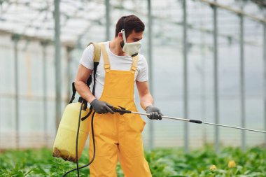 Sarı üniformalı ve beyaz koruyucu maskeli genç bir sera işçisi seranın içinde özel ekipmanlar kullanarak bitkileri suluyor..