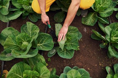 Lahanayla ilgileniyorum. Sarı üniformalı genç bir sera çalışanı serada çalışıyor..