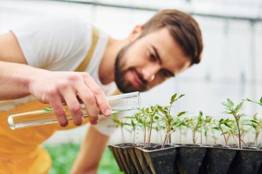Test tüpü ve bitkileri sulamak. Sarı üniformalı genç bir sera çalışanı serada çalışıyor..