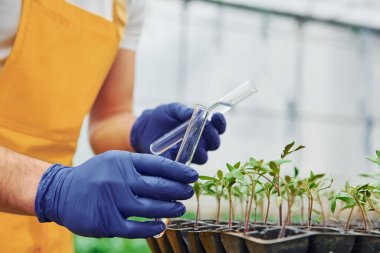 Using test tube and watering plants. Young greenhouse worker in yellow uniform have job inside of hothouse.