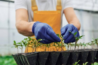 Siyah stanttaki bitkilerle ilgileniyor. Sarı üniformalı genç bir sera çalışanı serada çalışıyor..