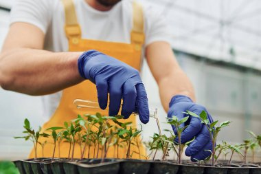 Test tüpünü suyla tutar. Siyah stanttaki bitkilerle ilgileniyor. Sarı üniformalı genç bir sera çalışanı serada çalışıyor..