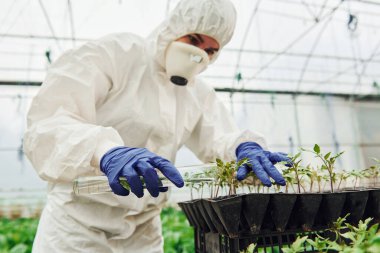 Young greenhouse female worker in full white protective uniform watering plants by using test tube in hothouse.