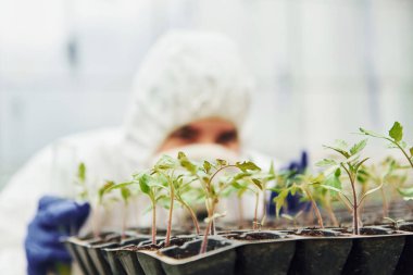 Young greenhouse female worker in full white protective uniform watering plants by using test tube in hothouse.
