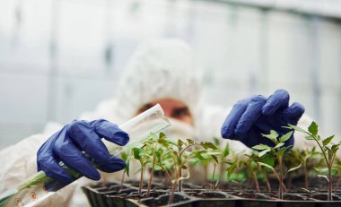 Young greenhouse female worker in full white protective uniform watering plants by using test tube in hothouse.