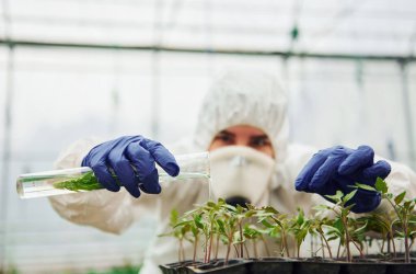 Young greenhouse female worker in full white protective uniform watering plants by using test tube in hothouse.