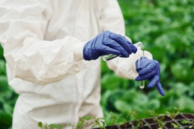 Young greenhouse female worker in full white protective uniform working by using test tubes inside of hothouse.