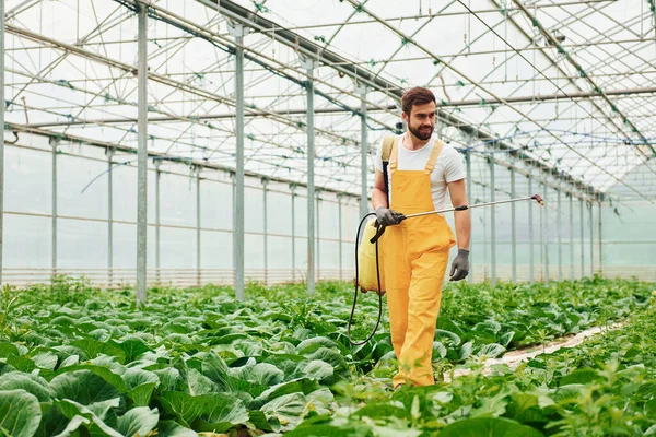 Young Greenhouse Worker Yellow Uniform Watering Plants Using Special Equipment — 스톡 사진