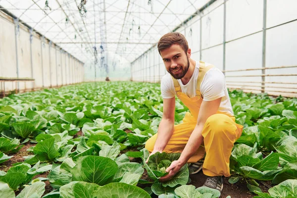 Taking Care Cabbage Young Greenhouse Worker Yellow Uniform Have Job — 图库照片