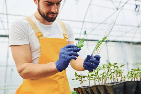 Holds Test Tube Plant Water Young Greenhouse Worker Yellow Uniform — Photo