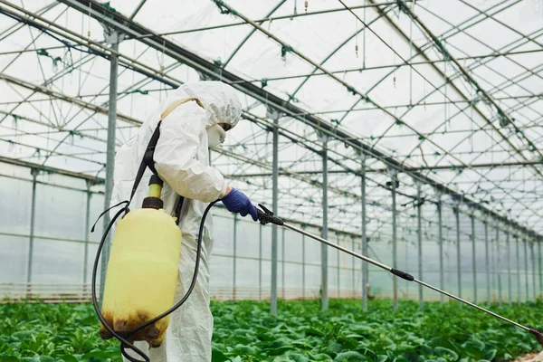 Young Greenhouse Female Worker Full White Protective Uniform Watering Plants — 스톡 사진