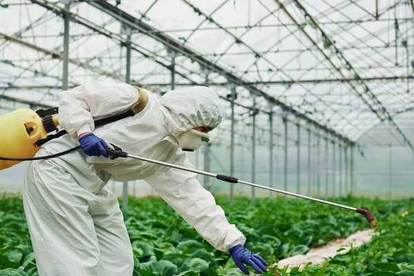 Young Greenhouse Female Worker Full White Protective Uniform Watering Plants — 스톡 사진