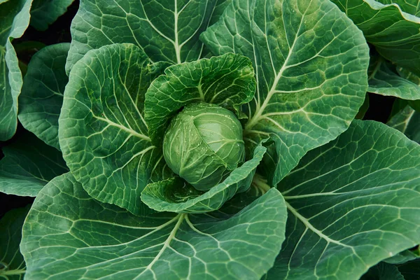 Top View Green Fresh Cabbage Growing Farm Soil Stock Photo