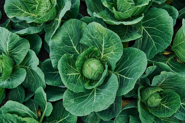 Top View Green Fresh Cabbage Growing Farm Soil Stock Photo