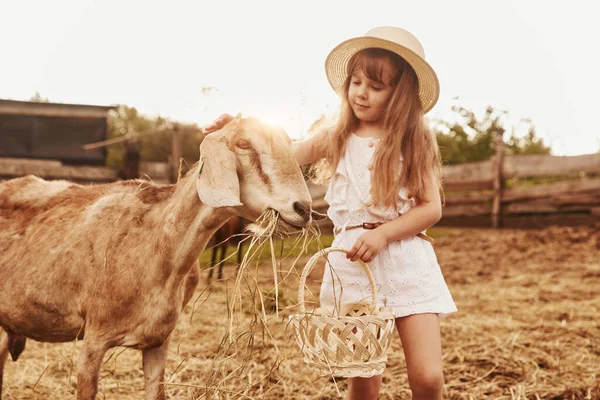 Little Girl White Clothes Farm Summertime Outdoors Goats — Stock Photo, Image