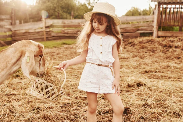 흰옷을 소녀는 여름철이면 야외에서 염소와 농장에 — 스톡 사진