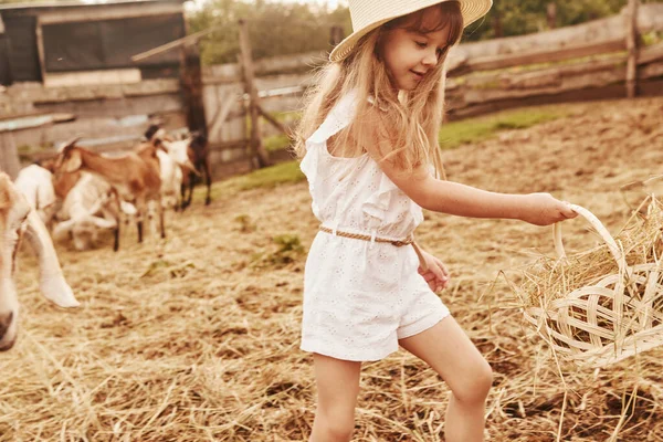 Menina Roupas Brancas Está Fazenda Verão Livre Com Cabras — Fotografia de Stock