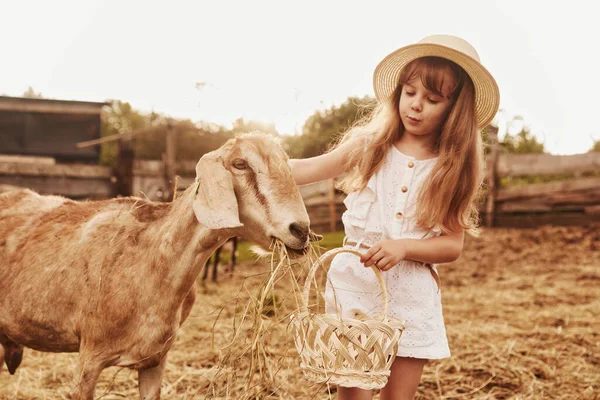Маленька Дівчинка Білому Одязі Фермі Літній Час Відкритому Повітрі Кіз — стокове фото