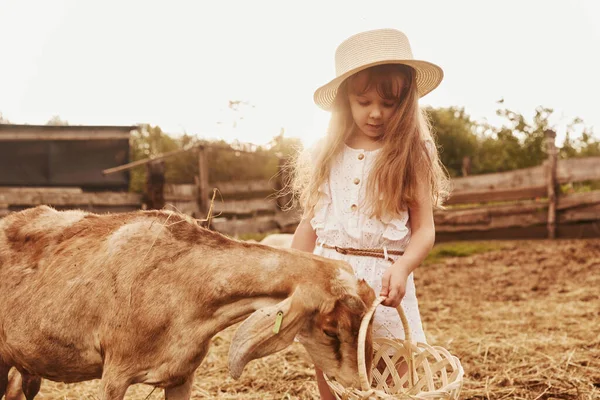 Menina Roupas Brancas Está Fazenda Verão Livre Com Cabras — Fotografia de Stock
