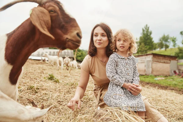 Junge Mutter Mit Tochter Ist Sommer Mit Ziegen Auf Dem — Stockfoto