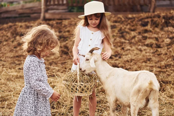 Duas Meninas Juntas Fazenda Verão Tendo Fim Semana Com Cabras — Fotografia de Stock