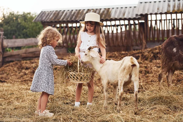 Duas Meninas Juntas Fazenda Verão Tendo Fim Semana Com Cabras — Fotografia de Stock