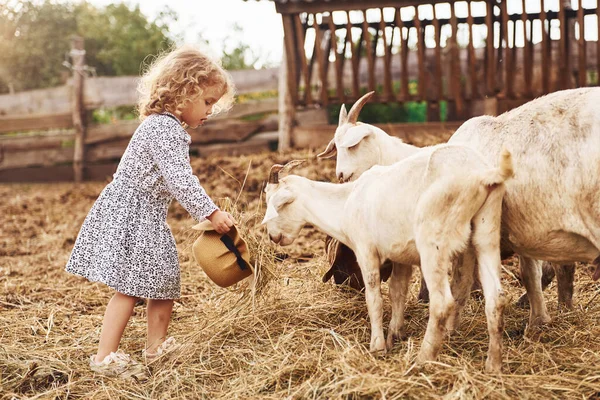 Com Cabras Menina Roupas Azuis Está Fazenda Verão Livre — Fotografia de Stock