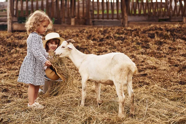 Com Cabras Menina Roupas Azuis Está Fazenda Verão Livre — Fotografia de Stock