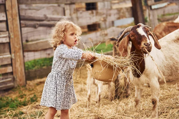 Menina Roupas Azuis Está Fazenda Verão Livre Com Cabras — Fotografia de Stock