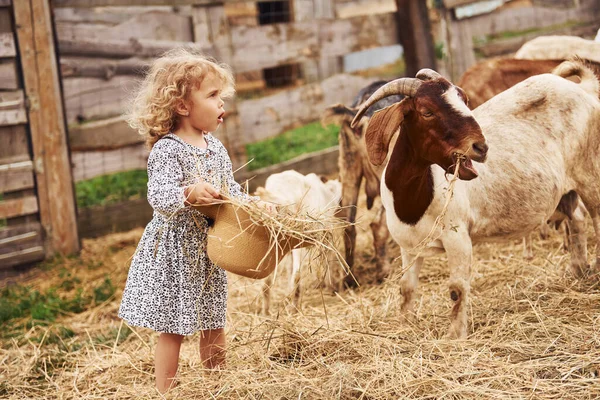 青い服の少女は夏の屋外でヤギと農場にいます — ストック写真