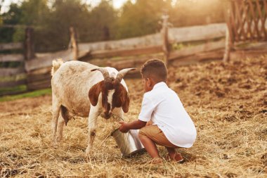 Şirin Afrikalı Amerikalı çocuk yazın keçiyle çiftlikte..
