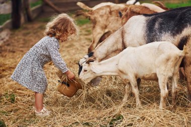 Keçileri besliyorum. Mavi elbiseli küçük kız yazın açık havada çiftlikte..
