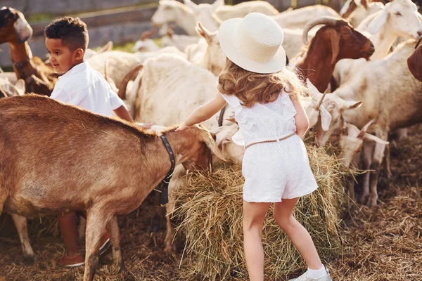 Cute Little African American Boy European Girl Farm Goats — Stock Photo, Image