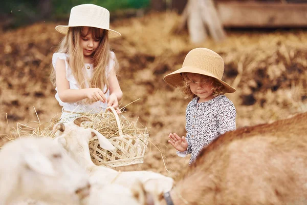 Duas Meninas Juntas Fazenda Verão Tendo Fim Semana — Fotografia de Stock