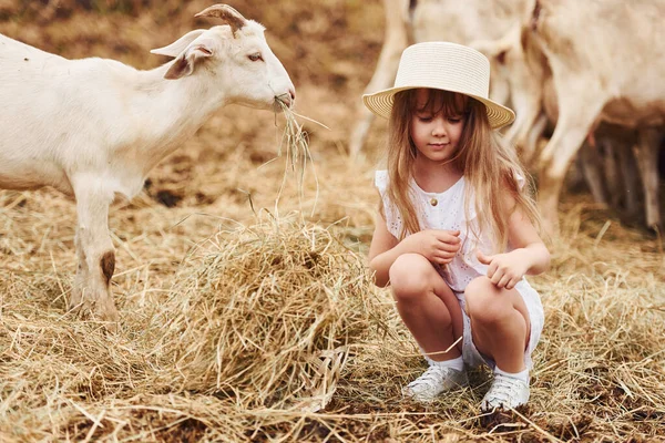 白い服の少女は夏の屋外でヤギと農場にいます — ストック写真