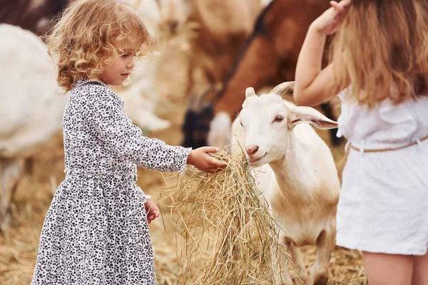 夏の農場でヤギと週末を過ごした2人の女の子 — ストック写真