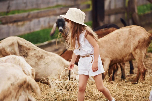 Menina Roupas Brancas Está Fazenda Verão Livre Com Cabras — Fotografia de Stock