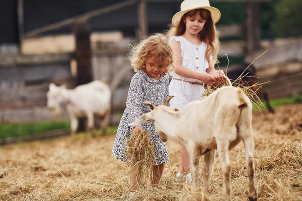 Две Маленькие Девочки Вместе Ферме Летом Проводят Выходные Козами — стоковое фото