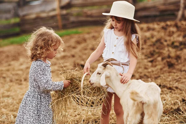 Duas Meninas Juntas Fazenda Verão Tendo Fim Semana Com Cabras — Fotografia de Stock