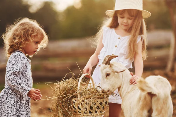 Dos Niñas Juntas Granja Verano Teniendo Fin Semana Con Cabras —  Fotos de Stock