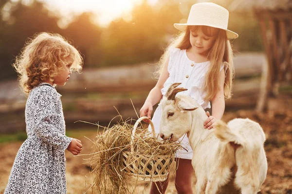 Two Little Girls Together Farm Summertime Having Weekend Goats — Stock Photo, Image