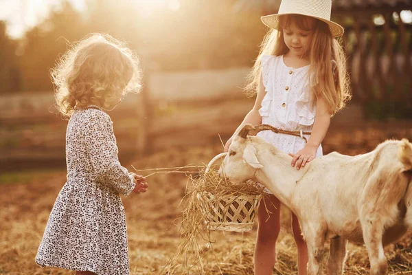 Дві Маленькі Дівчата Разом Фермі Літній Час Мають Вихідні Кіз — стокове фото