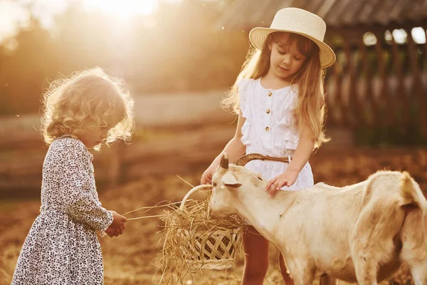 Duas Meninas Juntas Fazenda Verão Tendo Fim Semana Com Cabras — Fotografia de Stock