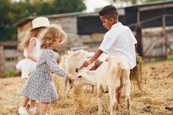 可愛いですアフリカ系アメリカ人の男の子とヨーロッパの女の子はヤギと農場にいます — ストック写真