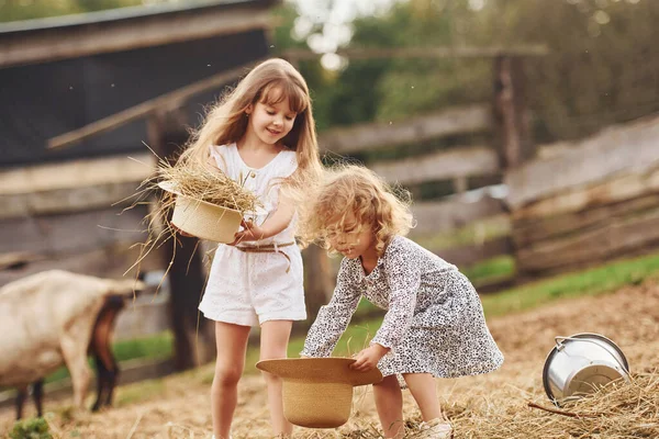 Two Little Girls Together Farm Summertime Having Weekend Goats — Stock Photo, Image