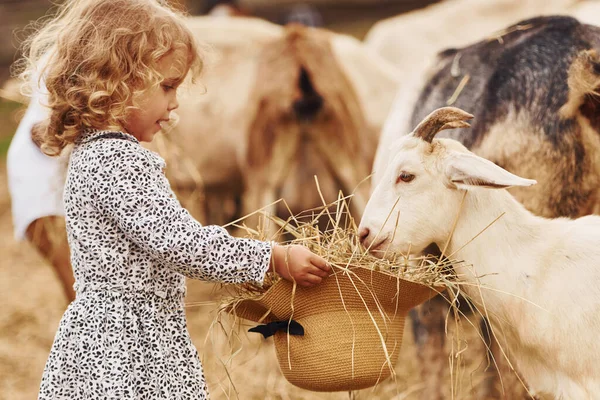 Alimentar Cabras Menina Roupas Azuis Está Fazenda Verão Livre — Fotografia de Stock