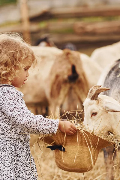 ヤギに餌をやる 青い服の少女は夏の屋外で農場にいます — ストック写真