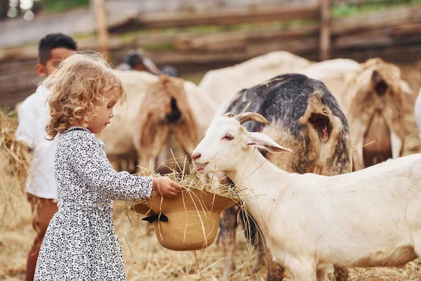 Güzel güneşli hava. Avrupalı bir kızla küçük tatlı bir Afrikalı Amerikalı çocuk çiftlikte keçilerle..