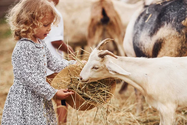 Alimentar Cabras Menina Roupas Azuis Está Fazenda Verão Livre — Fotografia de Stock